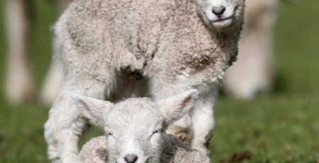 nhau thai cừu Úc